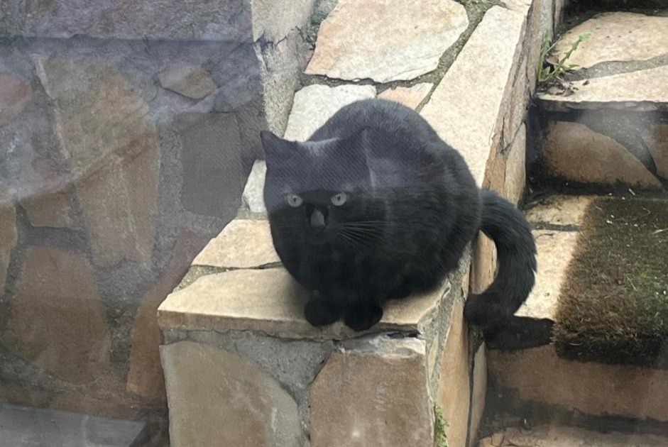 Avviso scomparsa Gatto Femmina , 2 anni Rueil-Malmaison Francia