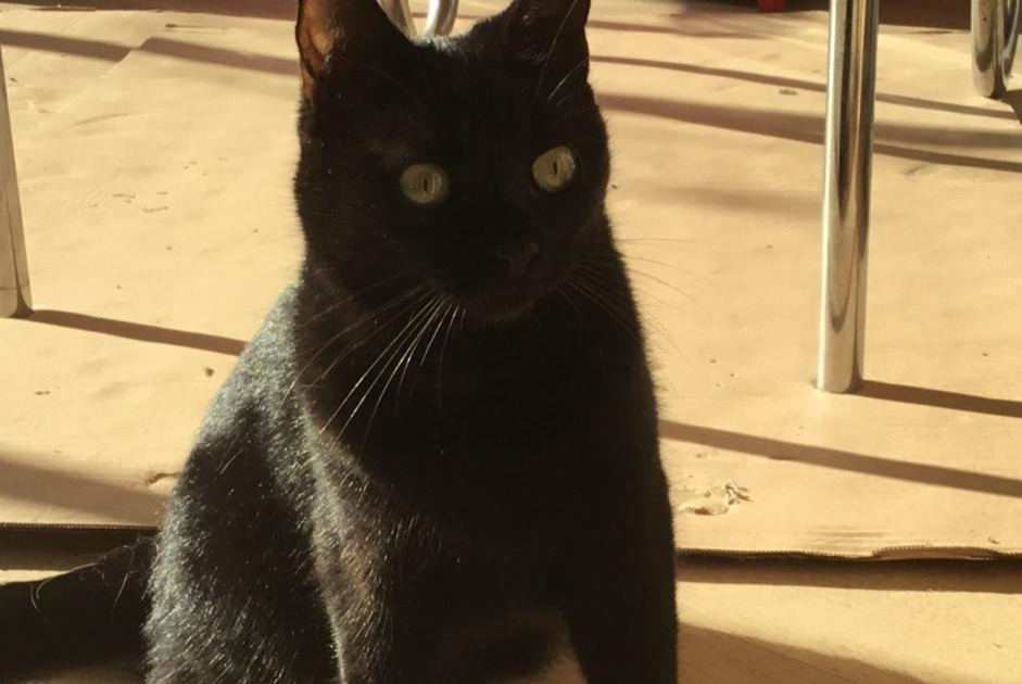 Avviso scomparsa Gatto Femmina , 2 anni Rueil-Malmaison Francia