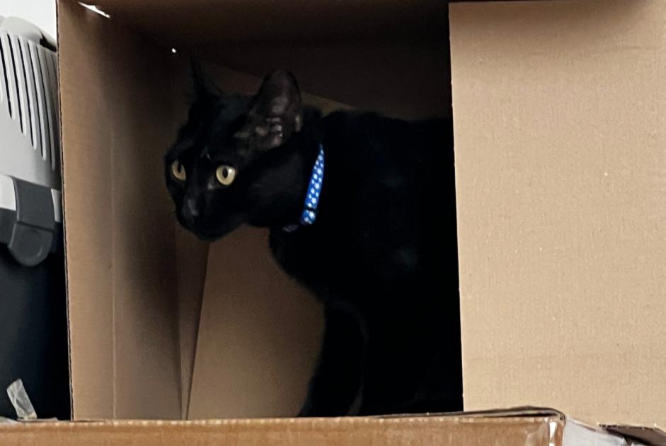 Avviso scomparsa Gatto incrocio di razze Femmina , 2 anni Besançon Francia