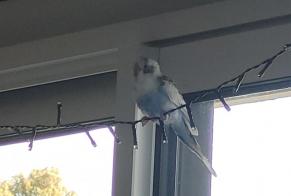 Avviso Ritrovamento Uccello Non conosciuta Oudon Francia