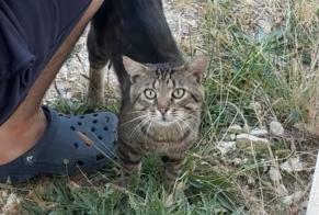 Avviso Ritrovamento Gatto incrocio di razze Maschio , 2 anni Chapet Francia