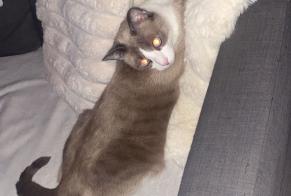 Avviso scomparsa Gatto Maschio , 2 anni Montpellier Francia