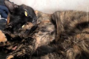 Avviso scomparsa Gatto  Femmina , 2 anni Saran Francia