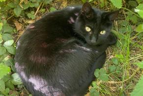 Avviso Ritrovamento Gatto  Non conosciuta Lille Francia