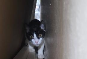 Avviso Ritrovamento Gatto Non conosciuta Meaux Francia