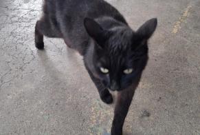 Avviso Ritrovamento Gatto  Maschio Deuil-la-Barre Francia