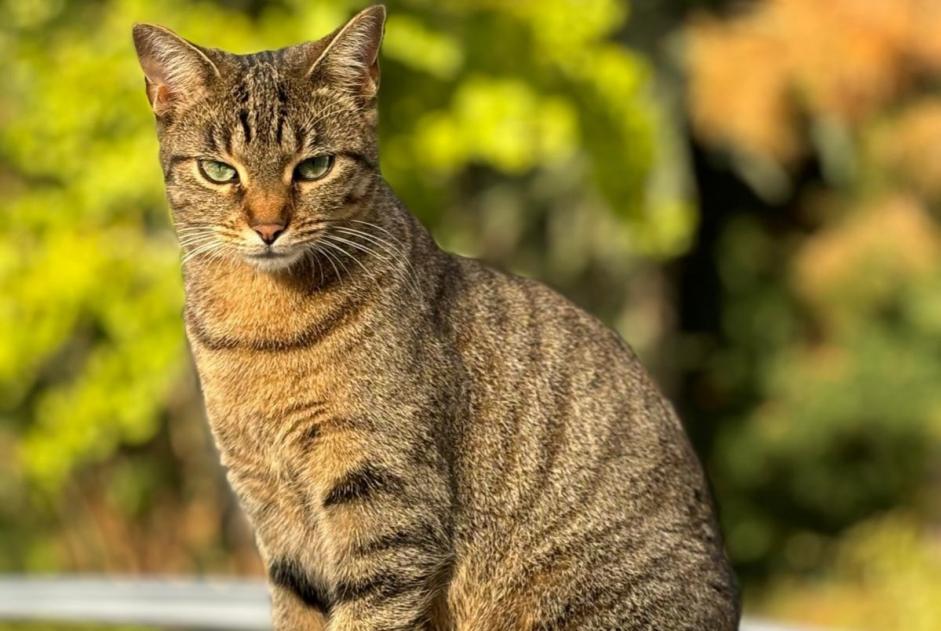 Avviso scomparsa Gatto Femmina , 4 anni Francheville Francia