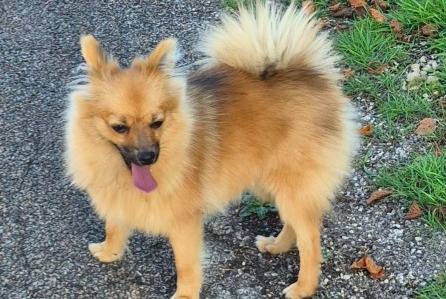 Avviso Ritrovamento Cane  Maschio Saint-Laurent-en-Grandvaux Francia