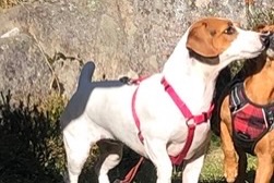 Avviso scomparsa Cane  Femmina , 9 anni Sérignan Francia