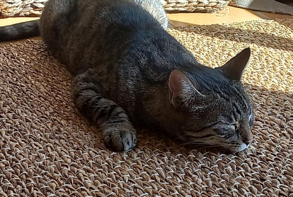 Avviso Ritrovamento Gatto  Femmina Lamballe-Armor Francia