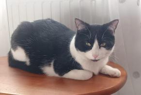 Avviso scomparsa Gatto  Maschio , 1 anni Villenave-d'Ornon Francia