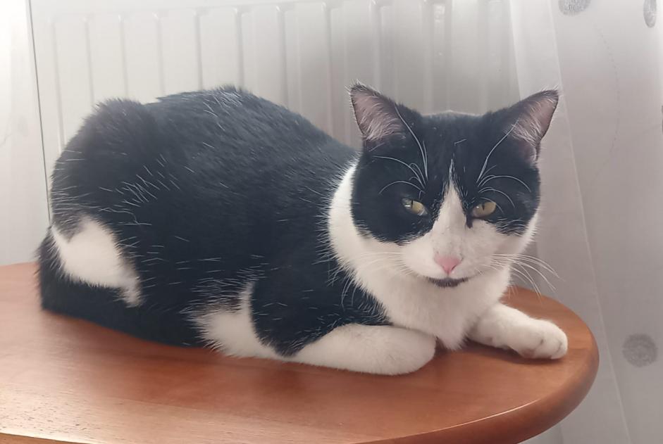 Avviso scomparsa Gatto  Maschio , 1 anni Villenave-d'Ornon Francia