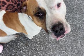 Avviso Ritrovamento Cane  Maschio Douvaine Francia