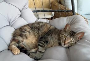 Avviso scomparsa Gatto Femmina , 3 anni Nice Francia