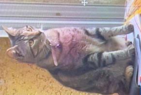 Avviso scomparsa Gatto Femmina , 3 anni Nice Francia