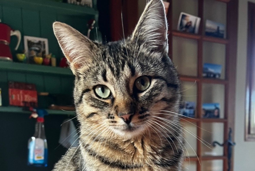 Avviso scomparsa Gatto  Femmina , 1 anni Habère-Poche Francia