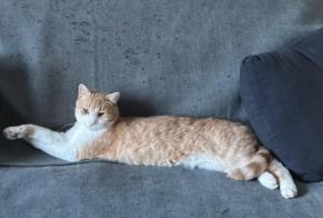 Avviso scomparsa Gatto  Maschio , 3 anni Eaubonne Francia