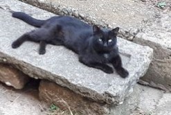 Avviso scomparsa Gatto Femmina , 8 anni Lyon Francia