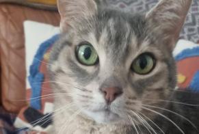 Avviso scomparsa Gatto Maschio , 12 anni Montclar Francia