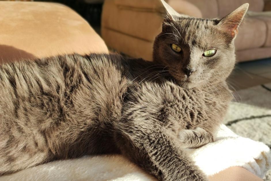 Avviso scomparsa Gatto incrocio di razze Maschio , 7 anni Isbergues Francia