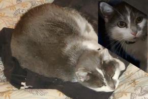Avviso scomparsa Gatto Femmina , 14 anni Saint-Laurent-du-Pont Francia