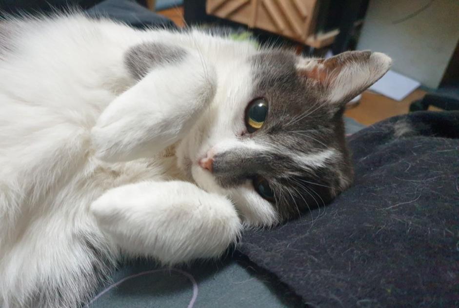 Avviso scomparsa Gatto Femmina , 14 anni Saint-Laurent-du-Pont Francia