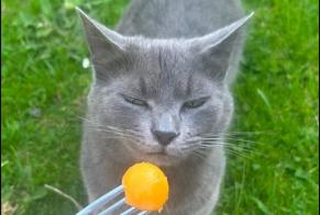 Avviso scomparsa Gatto Femmina , 5 anni Janville Francia