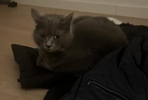 Avviso scomparsa Gatto Femmina , 5 anni Janville Francia