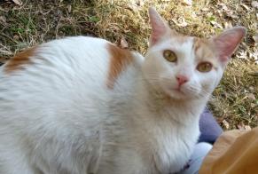 Avviso Ritrovamento Gatto Maschio , Tra 9 e 12 mesi Limoges Francia
