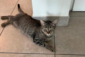 Avviso Ritrovamento Gatto Femmina , Tra 7 e 9 mesi Saint-Jean-de-Braye Francia