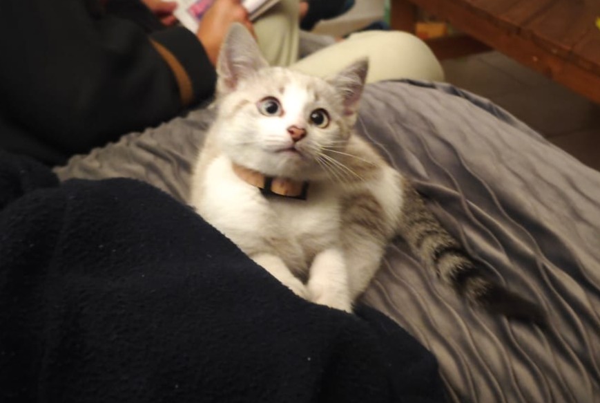 Avviso scomparsa Gatto Femmina , 1 anni Saint-Mars-du-Désert Francia