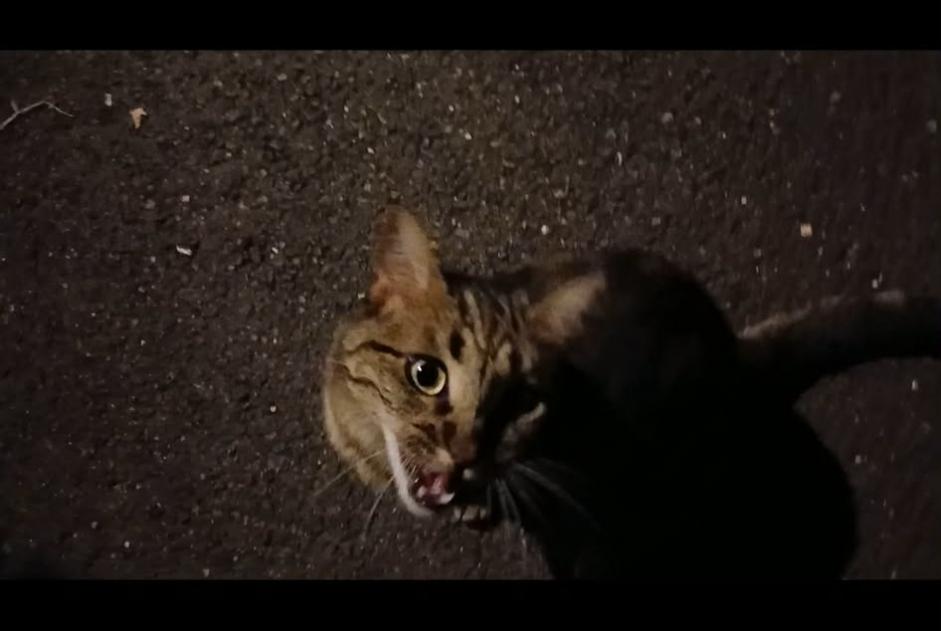 Avviso Ritrovamento Gatto Non conosciuta , 2 anni Tours Francia