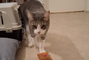 Avviso Ritrovamento Gatto Maschio Lormont Francia