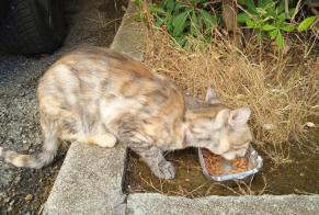 Avviso Ritrovamento Gatto Non conosciuta Saint-Laurent-du-Var Francia