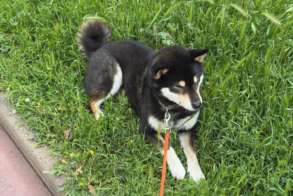 Avviso scomparsa Cane  Maschio , 7 anni Saint-Ouen-sur-Seine Francia