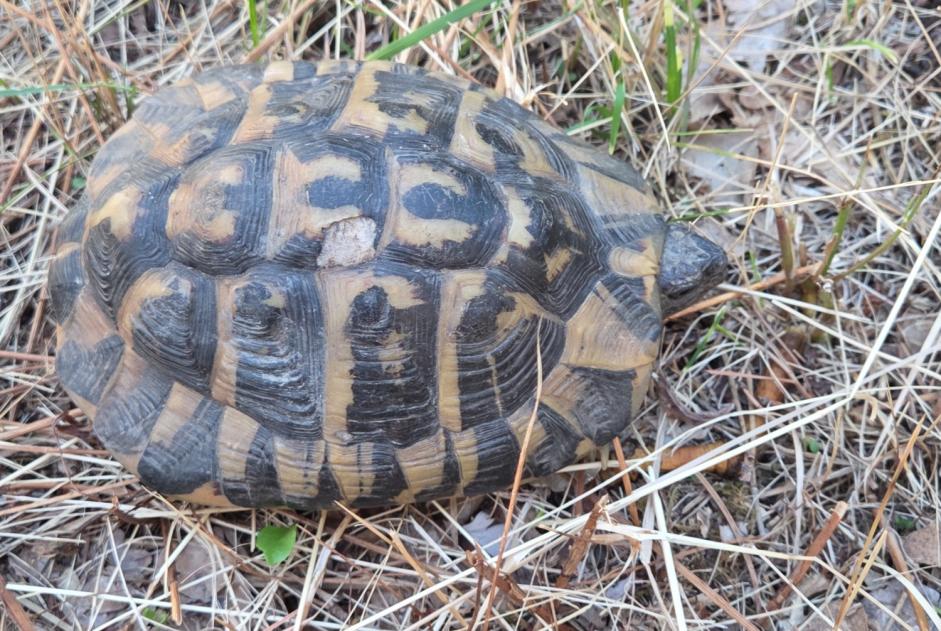 Avviso Ritrovamento Tartaruga Non conosciuta Prunières Francia