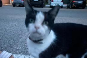 Avviso Ritrovamento Gatto Non conosciuta Carry-le-Rouet Francia