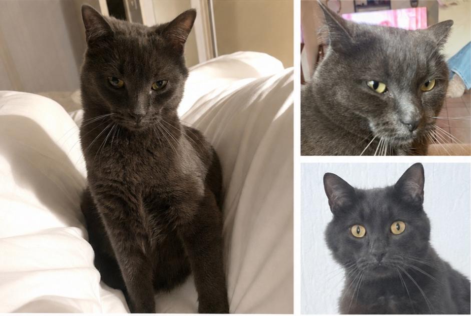 Avviso scomparsa Gatto incrocio di razze Maschio , 6 anni Marcilly-sur-Eure Francia