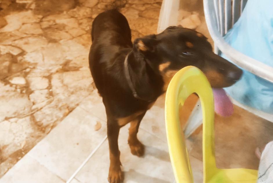 Avviso Ritrovamento Cane  Femmina Lieurac Francia