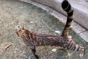 Avviso Ritrovamento Gatto  Non conosciuta , 1 anno Le Plessis-Robinson Francia