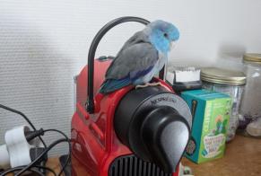 Avviso Ritrovamento Uccello Non conosciuta Montpellier Francia