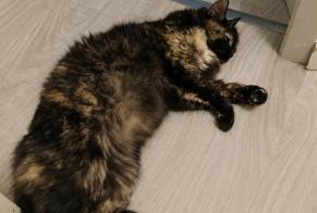 Avviso scomparsa Gatto incrocio di razze Femmina , 13 anni Culoz-Béon Francia