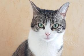 Avviso scomparsa Gatto  Femmina , 4 anni Rennes Francia