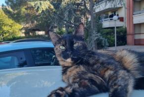 Avviso scomparsa Gatto Femmina , 3 anni Bordeaux Francia