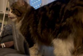 Avviso scomparsa Gatto  Maschio , 2 anni Argenteuil Francia