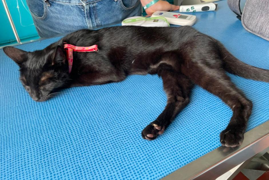 Avviso Ritrovamento Gatto Femmina Talmont-Saint-Hilaire Francia