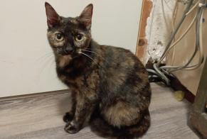 Avviso Ritrovamento Gatto Femmina Laval Francia