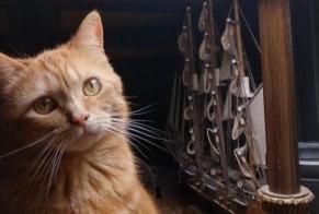 Avviso scomparsa Gatto Femmina , 21 anni Mortagne-sur-Gironde Francia