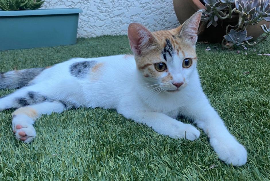 Avviso Ritrovamento Gatto  Femmina Perpignan Francia