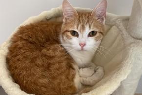 Avviso scomparsa Gatto  Maschio , 1 anni Arthès Francia
